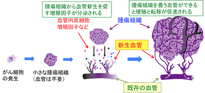 癌細胞と血管新生